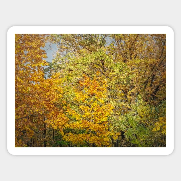 Colorful autumn trees Sticker by psychoshadow